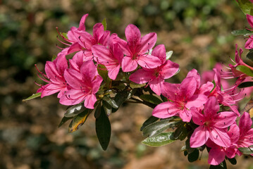 Azalea Mollis Hybrid (Rhododendron x mollis) in arboretum, Washington DC, USA