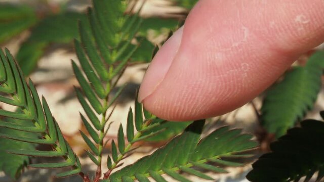 Mimosa pudica - Sensitive Plant folding response or "sleep" or nyctinastic movement, Upon touching the compound leaf of a Touch-me-not plant with a finger, the leaflets start to fold up.