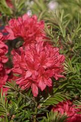 Azalea Mollis Hybrid (Rhododendron x mollis) in arboretum, Washington DC, USA