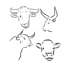 black and white linear paint draw bull vector illustration. bull vector sketch illustration