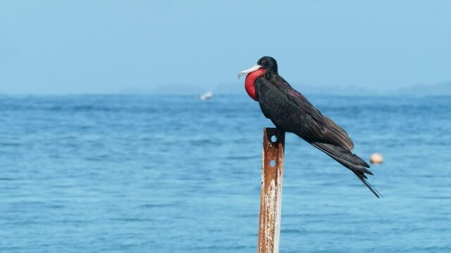 Magnificent Frigatebird - Fregata magnificens seabird of the frigatebird family Fregatidae, occurs over tropical and subtropical waters off America, tourist boat sails in the background.