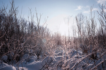 Winter forest landscape. Tall trees under snow cover. January frosty day in the park.