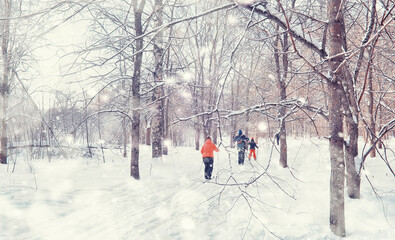 Winter forest landscape. Tall trees under snow cover. January frosty day in the park.