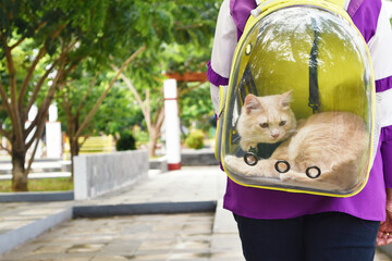 Cat traveling with transparent backpack carrier in the park. Traveling with pet concept.