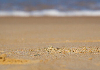 Fototapeta na wymiar Horn-eyed ghost crab on sand of the beach sunrise background