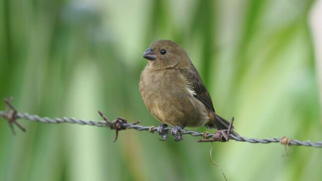 Black or Variable Seedeater - Sporophila corvina  passerine bird which breeds from southern Mexico through Central America to the Choc&oacute; of northwestern South America.
