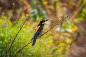European bee-eater or Merops Apiaster in natural habitat