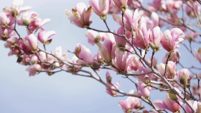 Spring time. Blooming pink magnolia in the wind against the blue sky. Selective focus.
