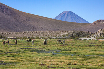 Vulkane und Lamas in der Atacama-Wüste in Chile