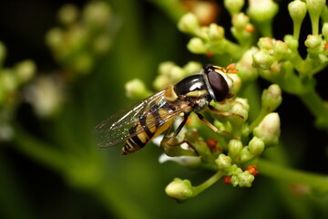 Hover Fly (Melangyna damaster)