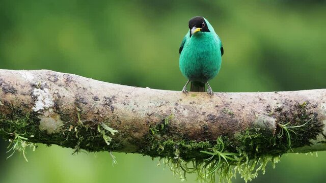 Green Honeycreeper - Chlorophanes spiza, small bird in the tanager family. It is found in the tropical New World from southern Mexico south to Brazil, and on Trinidad.