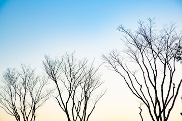 冬の空と冬の樹木