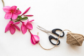pink flowers frangipani local flora of asia ,rope and scissors arrangement flat lay style on background white