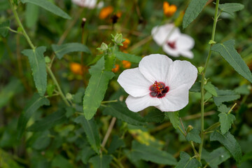 道端に咲く高砂芙蓉(タカサゴフヨウ)の花