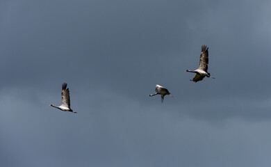 Flying cranes near Lake Tunamal Mongolia