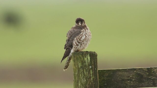 A stunning Merlin (Falco columbarius) preening perched on a post.