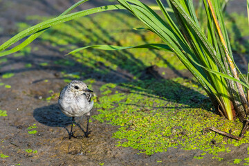 White Wagtail or Motacilla alba. Wagtails is a genus of songbirds. Wagtail is one of the most...