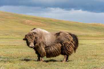 Yak Bull Mongolia Green Steppe