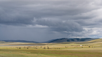 Obraz premium Yurt Steppe Herd Mongolia