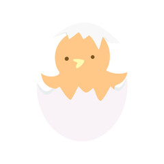 chicken in egg on the white background