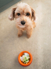 ドッグボウルに入ったごはんを座って待つかわいい小型犬【マルプー】