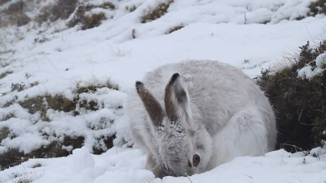 A magnificent Mountain Hare (Lepus timidus) in its winter white coat in a snow blizzard high in the Scottish mountains eating its cecotrope .