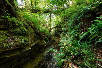 Obraz premium Gap or cleft in ground in mysterious forest. Surroundings of the hiking trail through the rainforest.