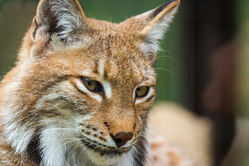 Portrait of Eurasian lynx. Portrait of wild mammal