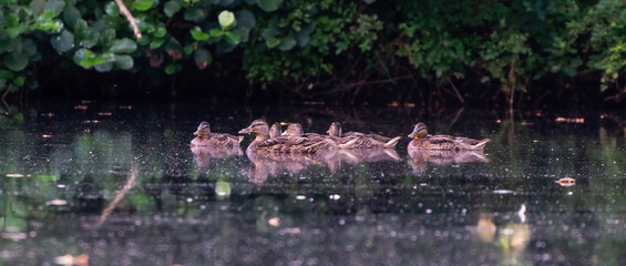 Mallard woman with little ducklings in a river at sunrise. Wild duck with a brood in a colorful natural environment. Little ducklings with mother duck. Long cover or social media