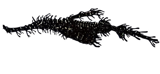 Illustration of Harlequin ghost pipefish