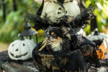 ハロウィンのかぼちゃと一緒に写真を撮るチワワ