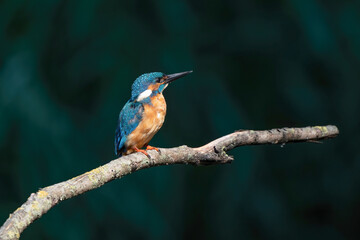 Beautiful blue Kingfisher bird, male Common Kingfisher, sitting on a branch, side profile. Dark background