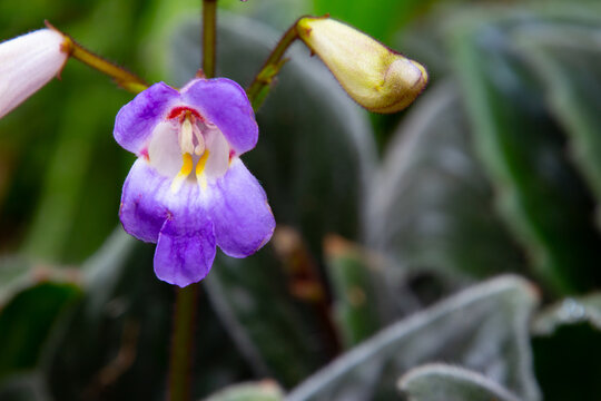 Close up of violet flower of a chirita a primulina hybrid