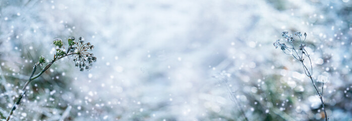 Beautiful winter background of plants covered with ice after freezing rain and falling snow