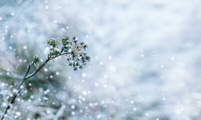 Beautiful winter background of grass and plants covered with ice after freezing rain with copy space