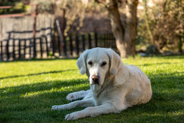 beautiful golden retriever on green grass in garden