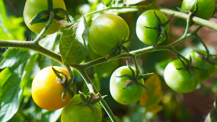 A Tomato plant in the garden with unripe fruits 