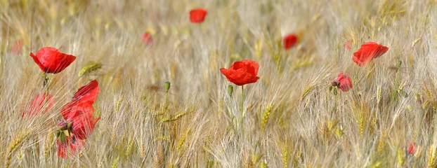 Fotobehang panoramic view on  beautiful red poppy blooming in a cereal field © coco