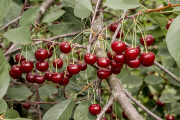 Sour Cherry (Prunus cerasus) in orchard