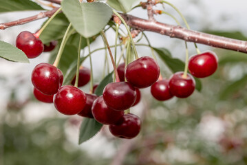 Sour Cherry (Prunus cerasus) in orchard