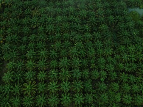PALM OIL TREE IN BORNEO