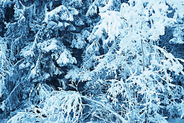 winter forest landscape covered with snow, december christmas nature white background