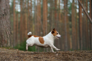red and white dog runs in a pine forest. little active jack russell plays in nature. 