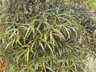 Benjoin leaves a reddish purple with a slightly dark green The central veins are dark red, long petioles, scientific name Terminalia sp.Family name COMBERTACEAE. Planted as an ornamental plant. 

