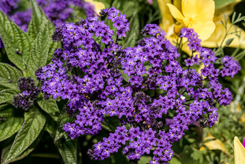 Obraz premium Garden Heliotrope (Heliotropium arborescens) in garden
