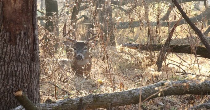 White-tailed Deer buck, male, laying down, steam from nostrils, 