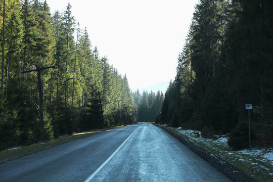 Empty road in amazing spruce forest in mountains