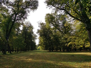 Naklejka premium Linden alley, early autumn. Park