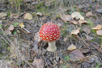 Amanita Muscaria in the Autumn Forest