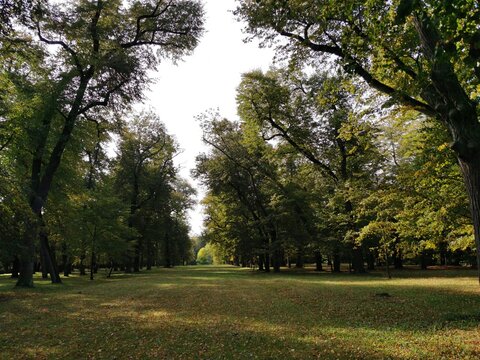 Linden alley, early autumn. Park